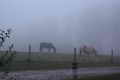 Pferde im Nebel