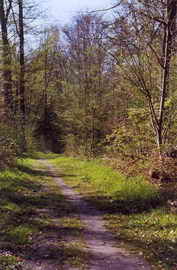 Waldweg